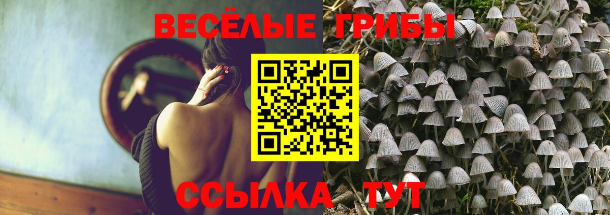Галлюциногенные грибы Psilocybe Сланцы